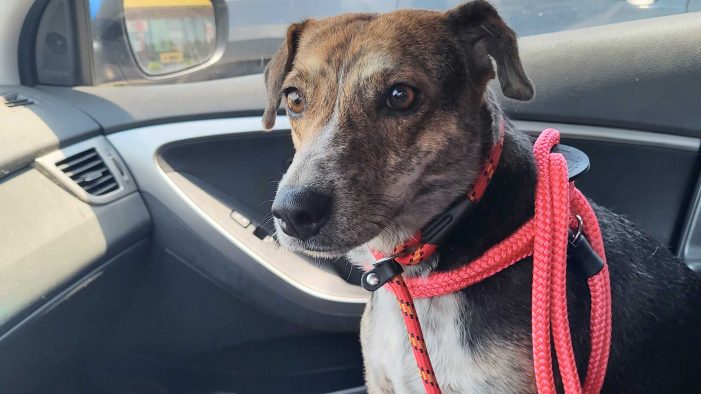 Update on Gwen: ‘Street dog turned couch log’ makes vet visit