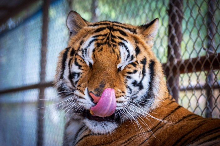 Enjoy birthday cake and ice cream with the big cats at In-Sync Exotics in Wylie