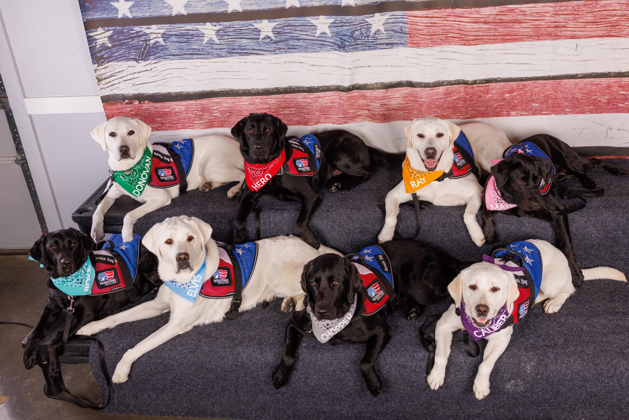 Rockwall-based Patriot Paws Service Dogs celebrates International Assistance Dogs Week – Blue Ribbon News