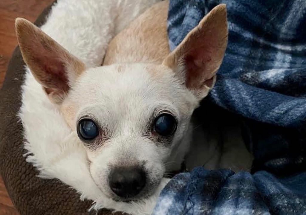 Meet Rosie, Blue Ribbon News Pet of the Week – Blue Ribbon News