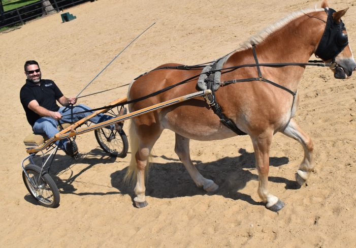 Adventures with BRN: Taking the reins for carriage driving lesson