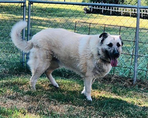 Meet Bear, Blue Ribbon News Pet of the Week