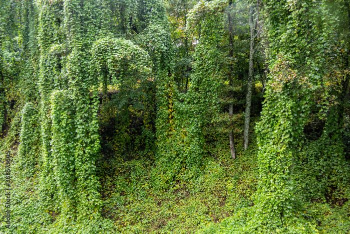 Kudzu and that other creeping threat