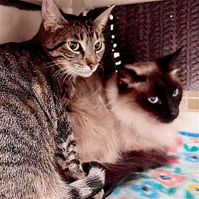 Meet Nutella and Brown Sugar, Blue Ribbon News Pets of the Week