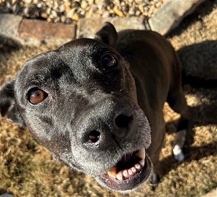 Meet Christmas, Blue Ribbon News Pet of the Week