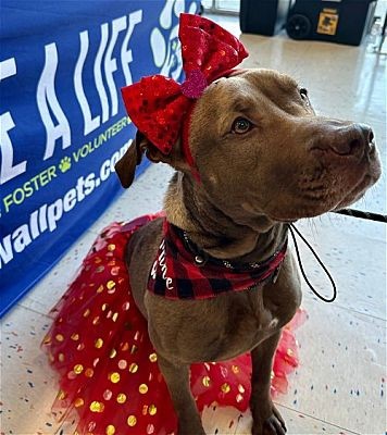 Meet Margo, Blue Ribbon News Pet of the Week