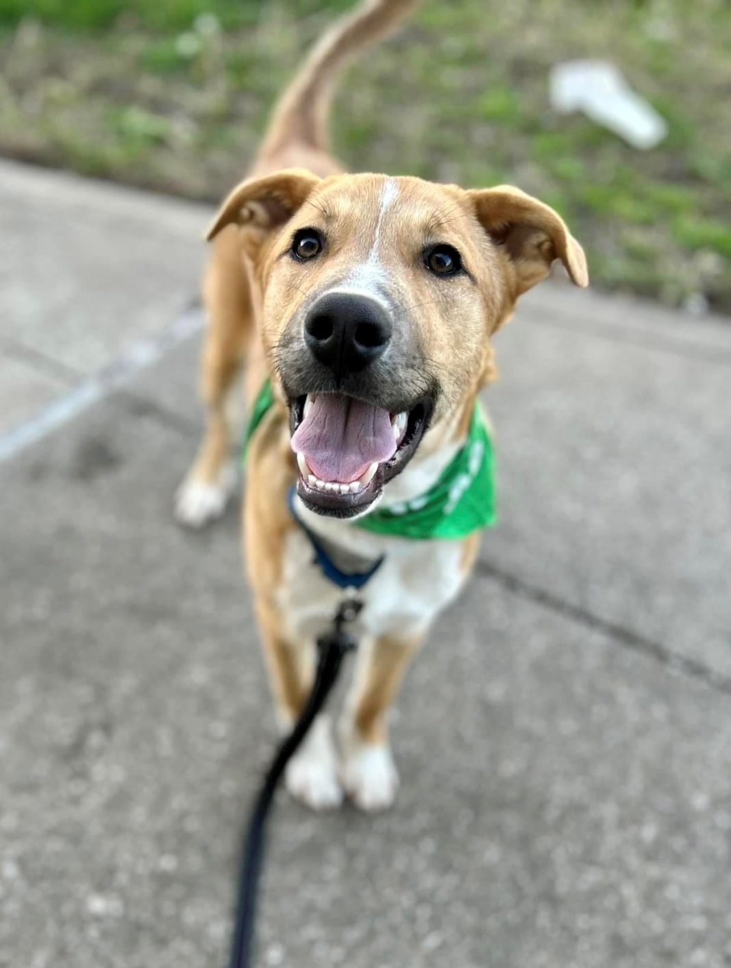 Meet Ripley, Blue Ribbon News Pet of the Week Blue Ribbon News