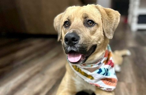 Meet Kenzie, Blue Ribbon News Pet of the Week