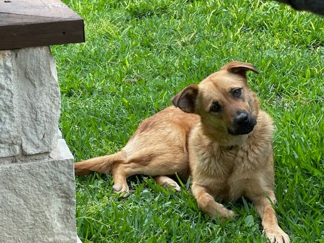 Meet Koala, Blue Ribbon News Pet of the Week