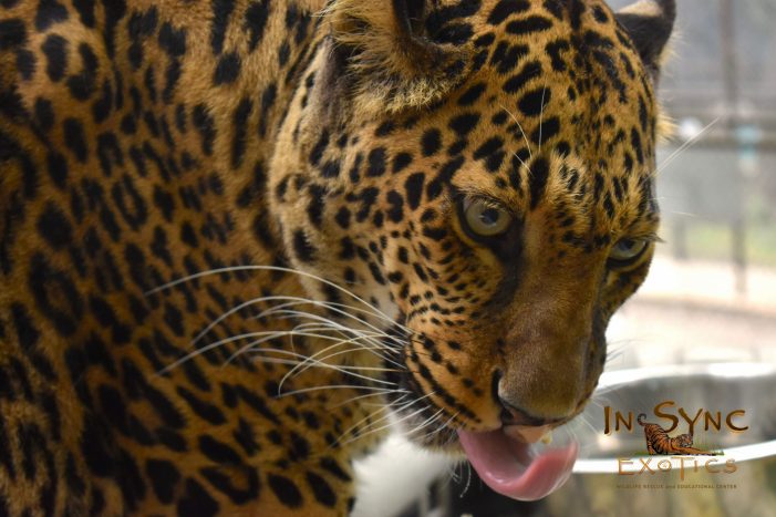 In-Sync Welcomes Siegfried & Roy Exotic Cats!