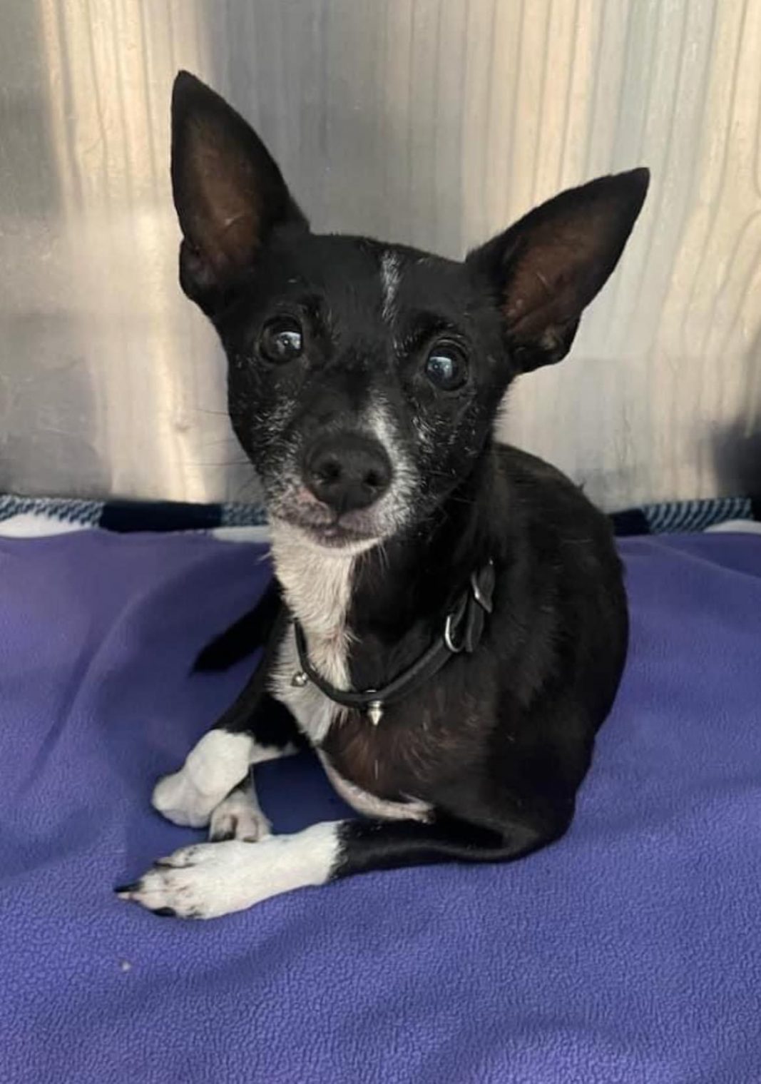 Meet Finnegan, Blue Ribbon News Pet of the Week Blue Ribbon News