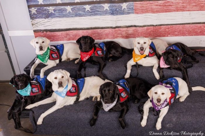 Patriot Paws Service Dogs calling volunteers to make a life-changing difference this International Assistance Dogs Week