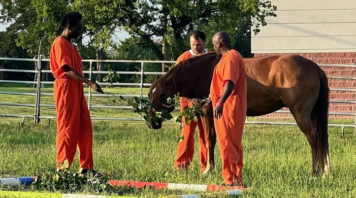 Equine Therapy program piloted at Rockwall County Jail