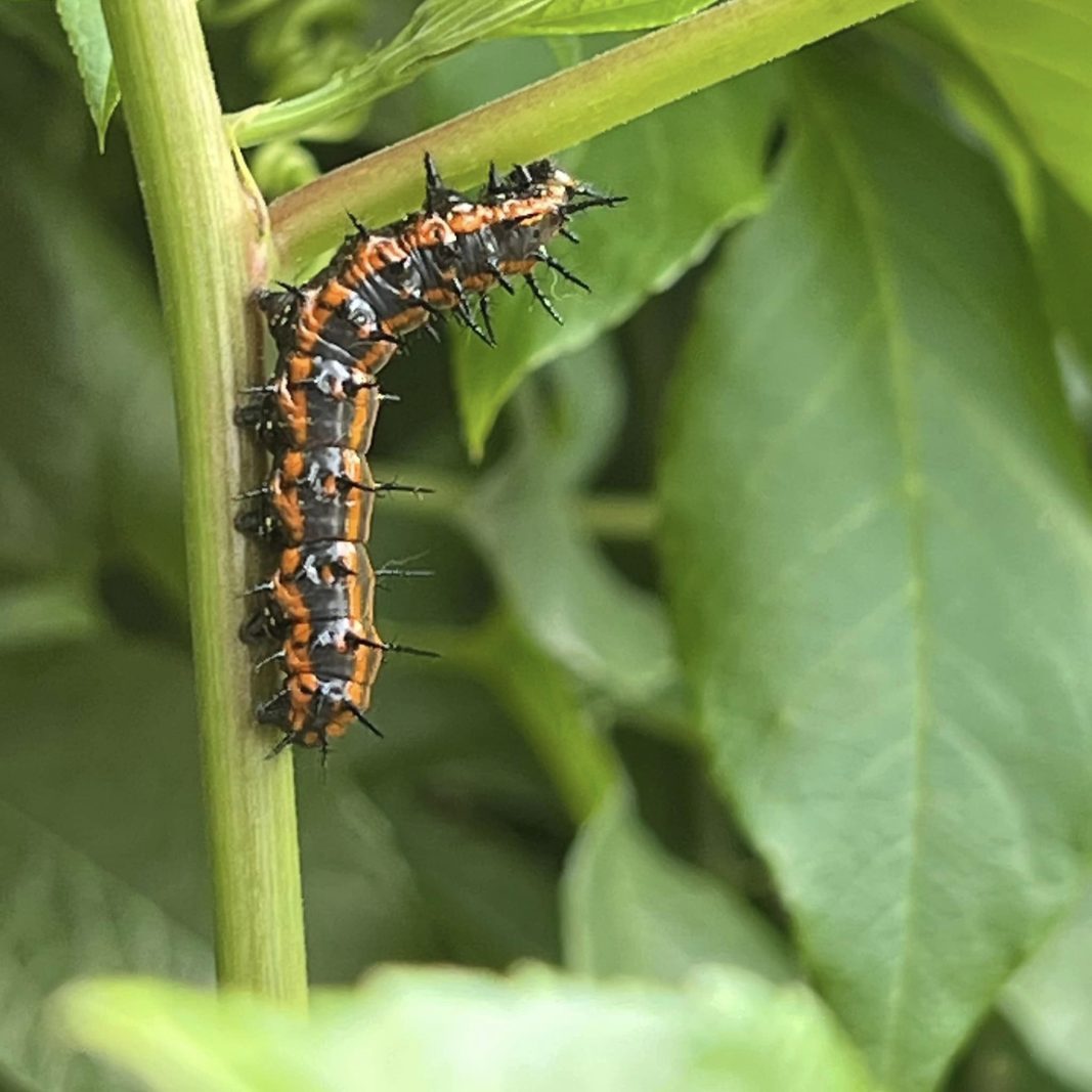 Sherry Smith earns Rowlett’s Smart Yard Award for environmentally