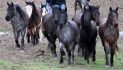 Special breed of ‘untouched’ horses begin a journey to a new life in France