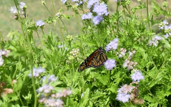 Here We Grow: Springtime tips from Rockwall County Master Gardeners