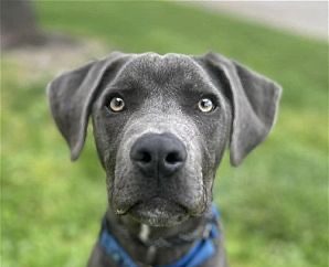 Meet Diesel, Blue Ribbon News Pet of the Week