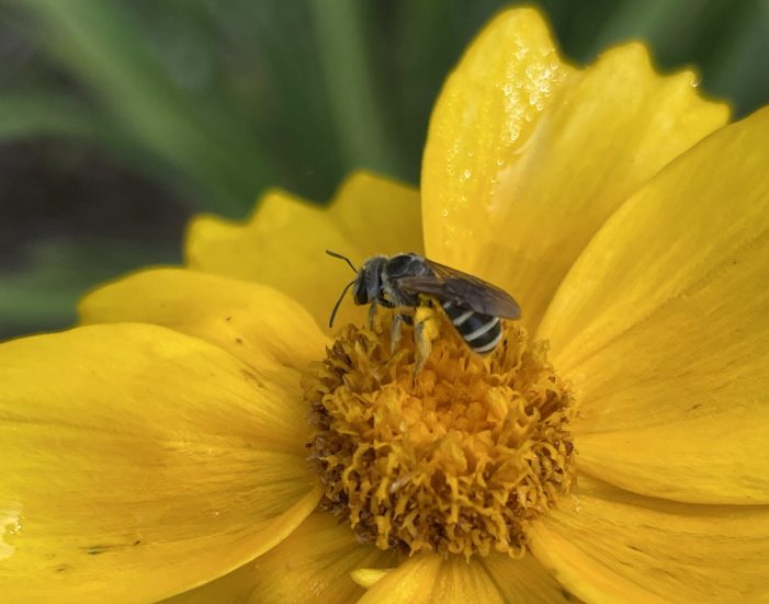 Here We Grow: The Power of Pollinators