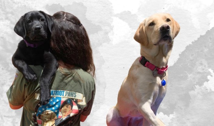 Patriot PAWS Service Dogs join forces with Carry The Load for 2024 Memorial May Relay March