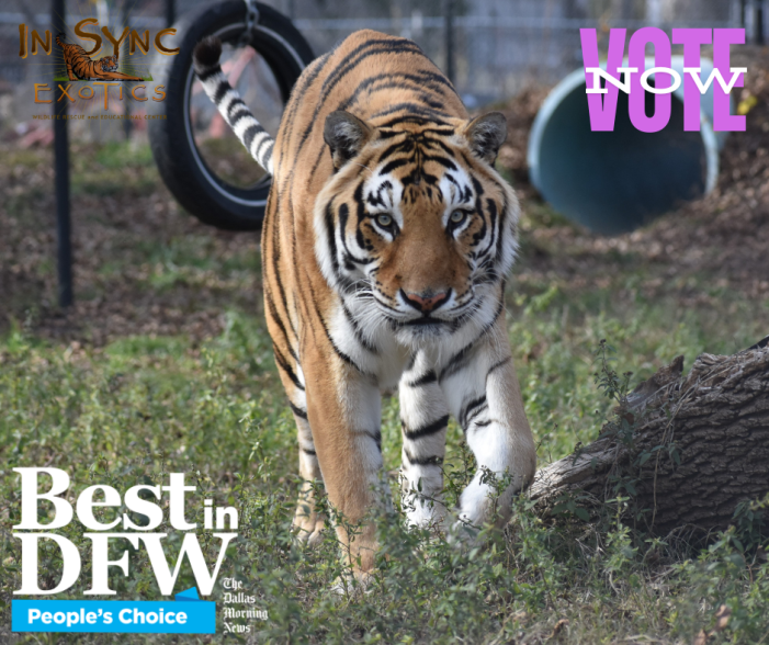 In-Sync Exotics Wildlife Rescue & Educational Center nominated for Best in DFW