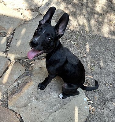 Meet Apollo Creed, Blue Ribbon News Pet of the Week