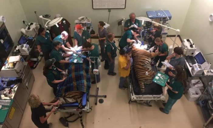 Tigers get their turn in the dentist’s chair