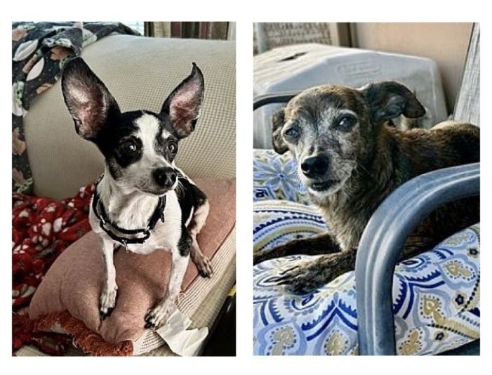 Meet Coffee & Coconut, Blue Ribbon News Pet(s) of the Week