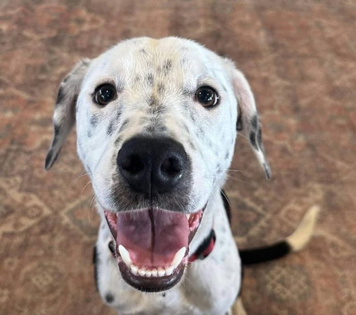 Meet Patch, Blue Ribbon News Pet of the Week