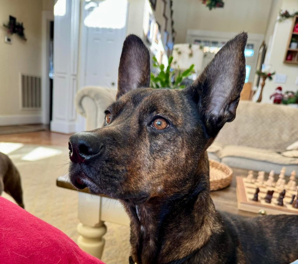 Meet Cocoa, Blue Ribbon News Pet of the Week – Blue Ribbon News