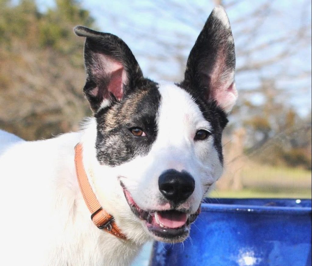 Meet Suki, Blue Ribbon News Pet of the Week – Blue Ribbon News