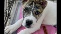 Meet Joshua, Blue Ribbon News Pet of the Week