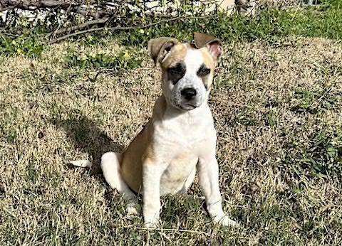 Met Judy, Blue Ribbon News Pet of the Week