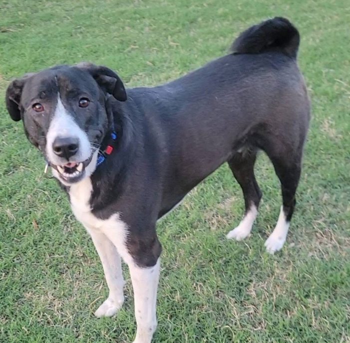 Meet Rocky, Blue Ribbon News Pet of the Week