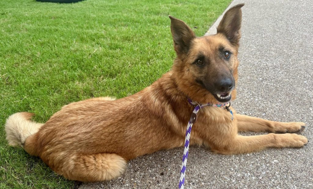 Meet Belle, Blue Ribbon News Pet of the Week – Blue Ribbon News