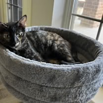 Meet Hershey, Blue Ribbon News Pet of the Week