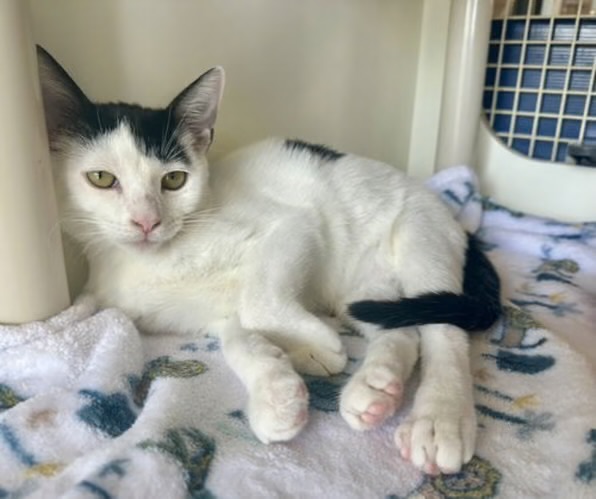 Meet Bede, Blue Ribbon News Pet of the Week