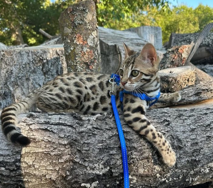 A Purr-fect Fit: Bengals bred for royalty, Cats pampered like kings