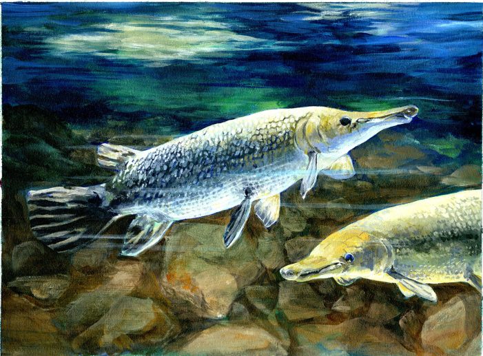 Wildlife Forever’s 2026 Youth Fish Art Contest accepting entries
