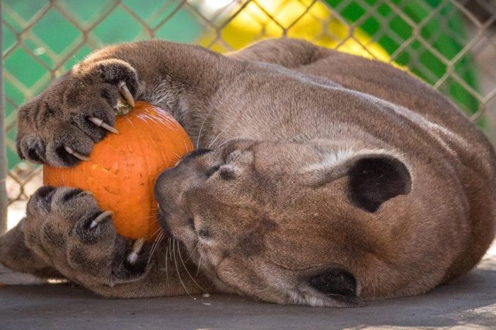 In-Sync Exotics Wildlife Rescue plans annual Fall Festival & Pumpkin Toss for Saturday, November 1