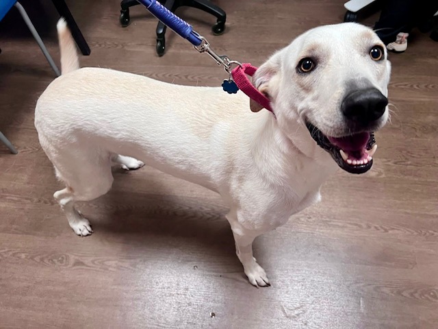 Meet Tofu, Blue Ribbon News Pet of the Week