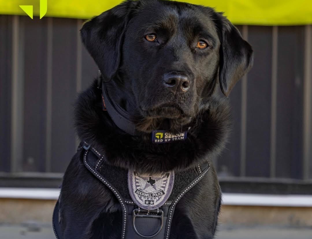 Rockwall Police Department welcomes first electronic storage detection K9