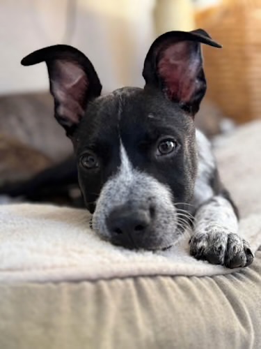 Meet Wally, Blue Ribbon News Pet of the Week