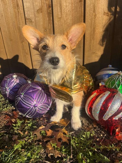 Meet Ellie, Blue Ribbon News Pet of the Week Meet Ellie, Blue Ribbon News Pet of the Week