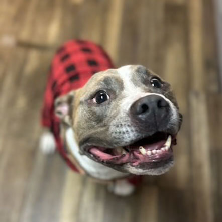 Meet Bailey, Blue Ribbon News Pet of the Week