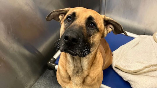 Meet Oakley, Blue Ribbon News Pet of the Week