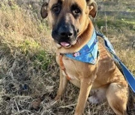 Meet Oakley, Blue Ribbon News Pet of the Week