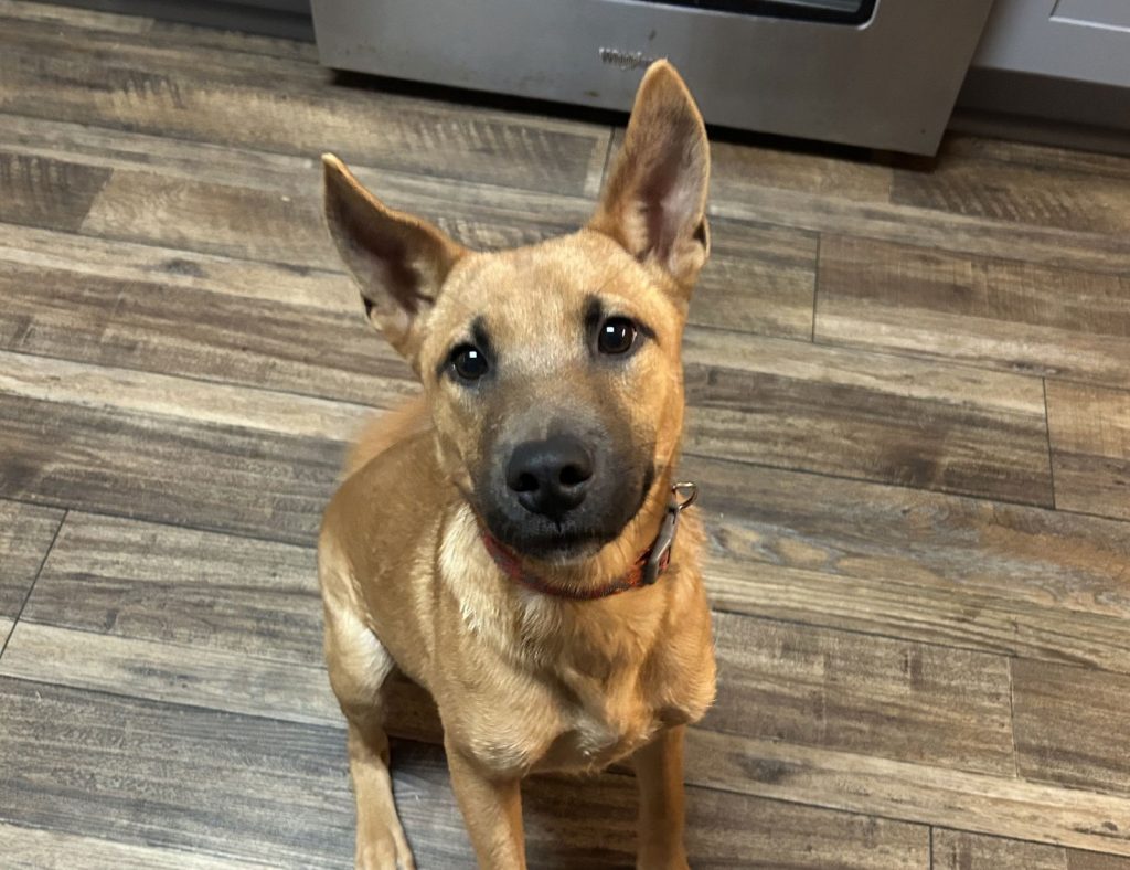 Blue Ribbon Dogs Meet Brownie, Blue Ribbon News Pet of the Week – Blue Ribbon News