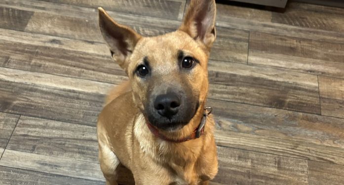 Meet Brownie, Blue Ribbon News Pet of the Week