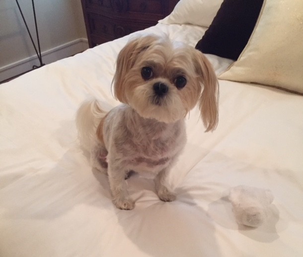 How I Met My Pet: Jaxon Johnson – The Valentine’s Doggie