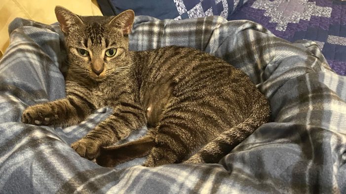 Friends of Rescue Animals receives $2,000 grant for success in National Adoption Challenge